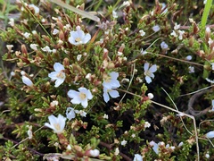 Frankenia pauciflora