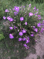 Ipomoea stans