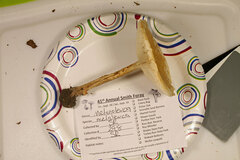 Melanoleuca alboflavida