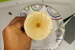 Melanoleuca alboflavida