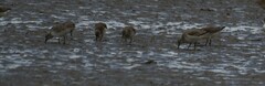 Calidris canutus