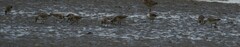 Calidris canutus