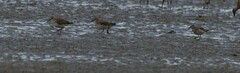 Calidris canutus
