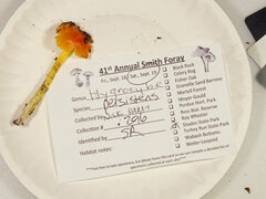 Hygrocybe acutoconica microspora