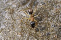 Camponotus nigriceps