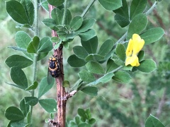 Scaptia auriflua