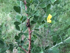Scaptia auriflua