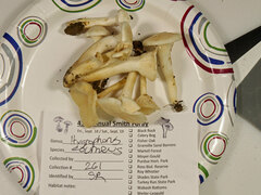 Cuphophyllus angustifolius