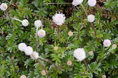 Acaena anserinifolia