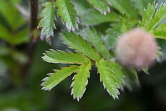 Acaena anserinifolia