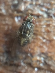 Scaptodrosophila