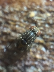 Scaptodrosophila