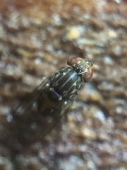 Scaptodrosophila