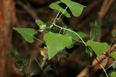 Echinostephia aculeata