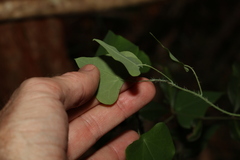 Echinostephia aculeata