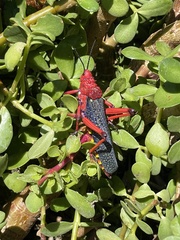 Phymateus morbillosus