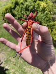 Phymateus morbillosus