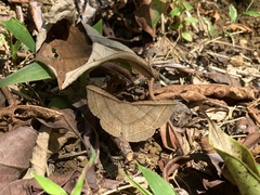 Entomogramma fautrix