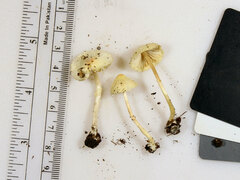 Leucocoprinus flavescens