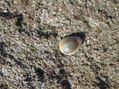 Monetaria annulus