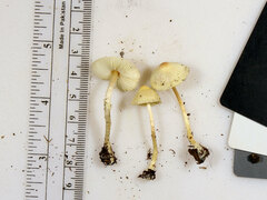 Leucocoprinus flavescens