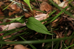 Leichhardtia longiloba