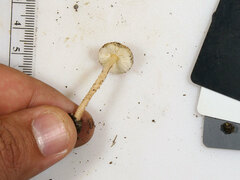 Lepiota asperula