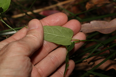 Leichhardtia longiloba
