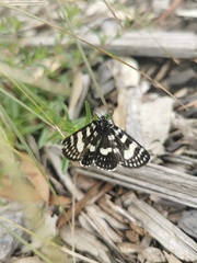 Phalaenoides tristifica