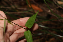 Leichhardtia longiloba