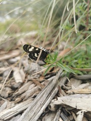 Phalaenoides tristifica