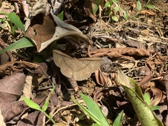 Entomogramma fautrix