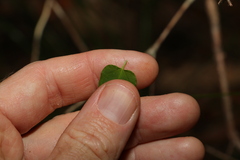 Leichhardtia longiloba