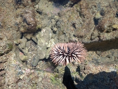 Echinozoa