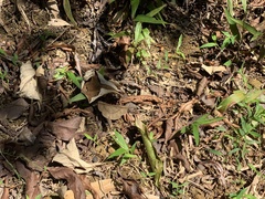 Entomogramma fautrix