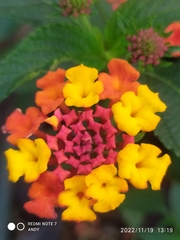 Lantana horrida