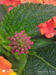 Lantana horrida