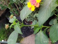 Lantana horrida
