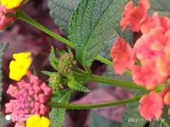 Lantana horrida