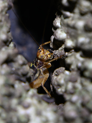 Cardiodactylus guttulus