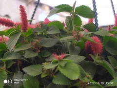 Acalypha hispida