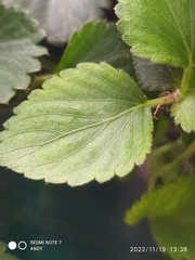 Acalypha hispida