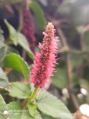 Acalypha hispida