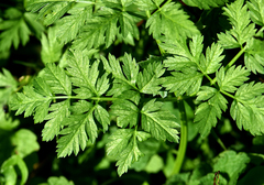 Anthriscus cerefolium