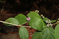 Callicarpa pedunculata