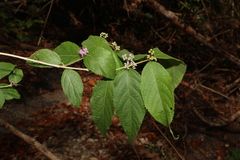 Callicarpa pedunculata