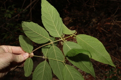 Callicarpa pedunculata