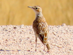 Chersomanes albofasciata barlowi