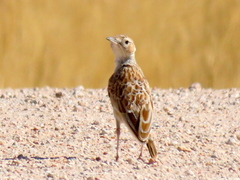 Chersomanes albofasciata barlowi