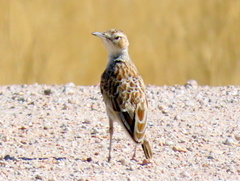 Chersomanes albofasciata barlowi
